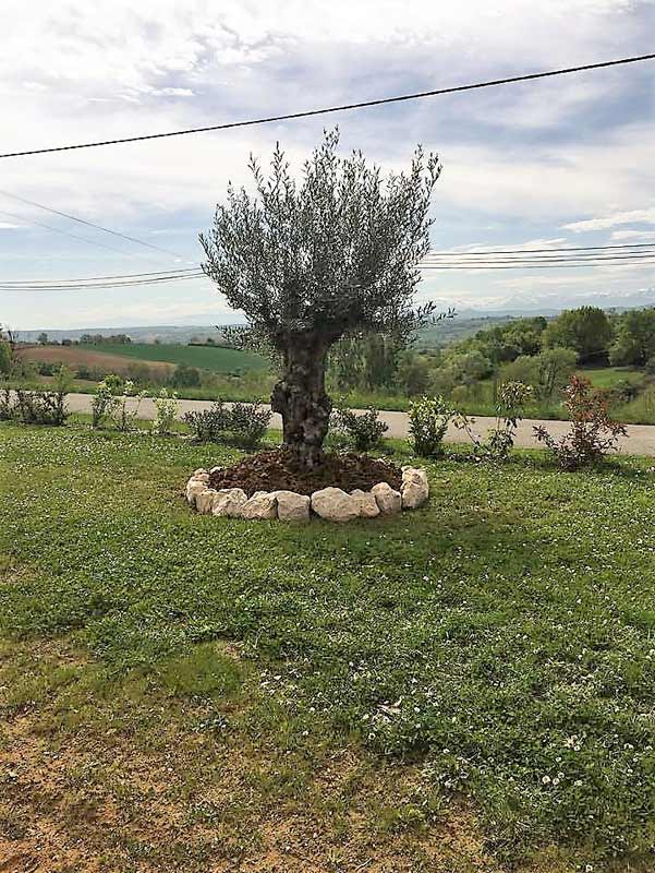 Antraygue Stéphane Paysagiste plantation olivier Montégut-Bourjac