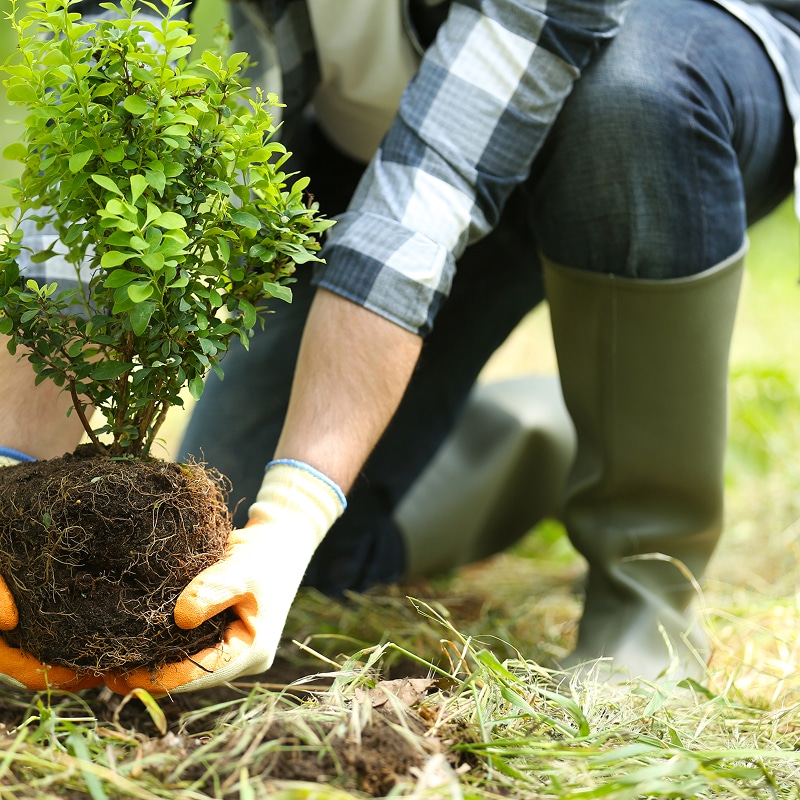 Planter un arbuste : réussir son jardinage facilement Jardinier en bottes et chemise à carreaux plantant un jeune arbuste. Il tient la motte de racines feuillues avec des gants oranges.