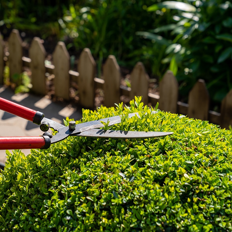 Taille d'arbustes : entretenir votre buisson avec une cisaille. Cisaille à haie rouge taillant la cime d'un buisson vert dense. Entretien de jardin ensoleillé près d'une clôture rustique.