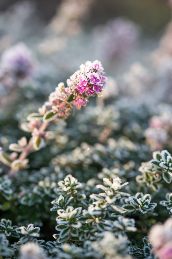 Givre sur fleur rose : la beauté délicate du matin d'hiver Fleur rose vif couverte de givre cristallin, se dressant au-dessus d'un tapis de feuillage vert gelé, baignée par le soleil du matin.