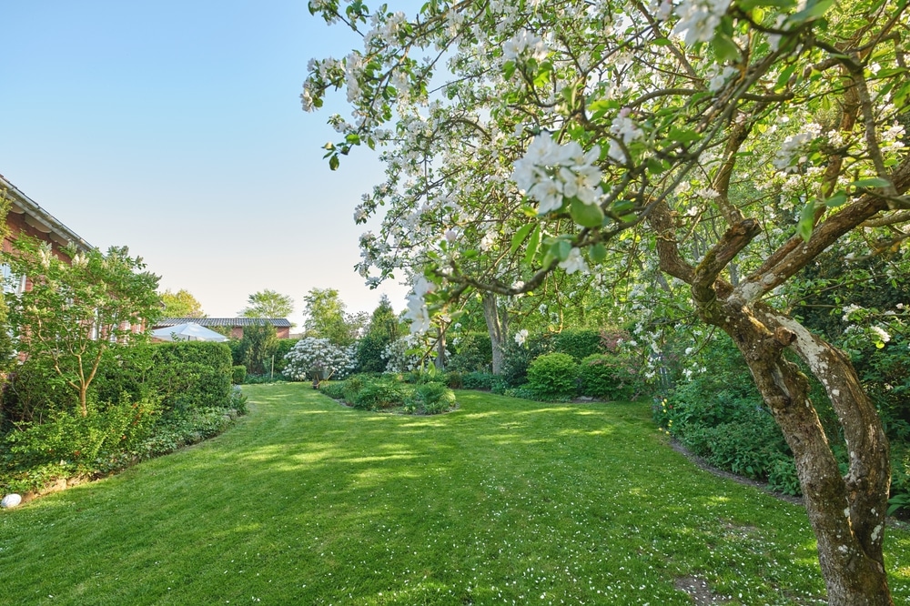 Splendide jardin printanier : pommier en fleurs et pelouse verte. Jardin printanier luxuriant. Un pommier fleuri encadre une pelouse verte parsemée de pétales blancs, bordée de haies d'arbustes taillés.
